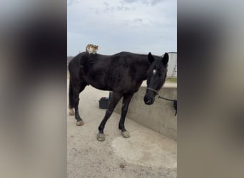 Oostenrijks warmbloed, Ruin, 4 Jaar, 168 cm, Zwart