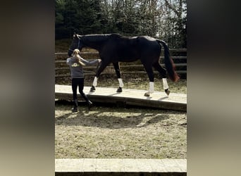 Oostenrijks warmbloed, Ruin, 4 Jaar, 168 cm, Zwart