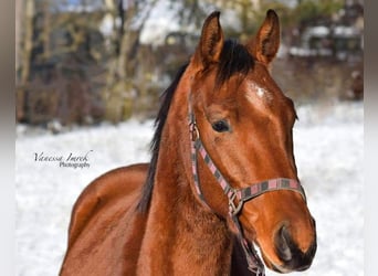 Oostenrijks warmbloed, Ruin, 4 Jaar, 170 cm, Vos