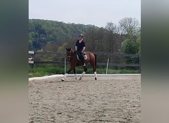 Oostenrijks warmbloed, Ruin, 4 Jaar, 170 cm, Vos