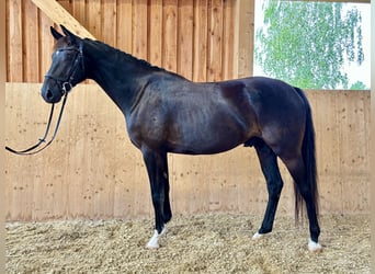 Österreichisches Warmblut, Wallach, 4 Jahre, 170 cm, Rappe