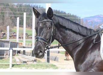 Oostenrijks warmbloed, Ruin, 4 Jaar, 170 cm, Zwart