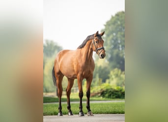Oostenrijks warmbloed, Ruin, 4 Jaar, 171 cm, Bruin