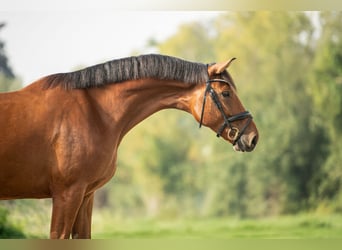 Oostenrijks warmbloed, Ruin, 4 Jaar, 171 cm, Bruin