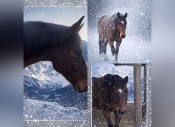 Oostenrijks warmbloed, Ruin, 4 Jaar, 172 cm, Bruin