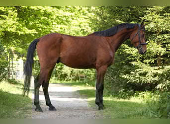 Oostenrijks warmbloed, Ruin, 4 Jaar, 172 cm, Bruin