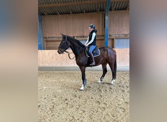 Oostenrijks warmbloed, Ruin, 4 Jaar, 173 cm, Bruin