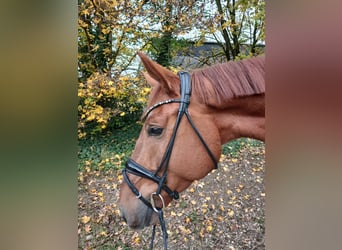 Oostenrijks warmbloed, Ruin, 4 Jaar, 174 cm, Vos