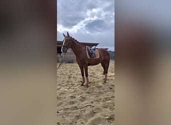 Oostenrijks warmbloed, Ruin, 4 Jaar, 175 cm, Vos