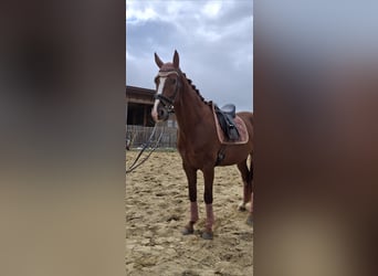 Oostenrijks warmbloed, Ruin, 4 Jaar, 175 cm, Vos