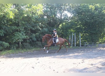 Oostenrijks warmbloed, Ruin, 4 Jaar, 177 cm, Vos