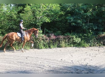 Oostenrijks warmbloed, Ruin, 4 Jaar, 177 cm, Vos