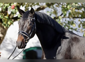 Oostenrijks warmbloed, Ruin, 4 Jaar, Zwartbruin