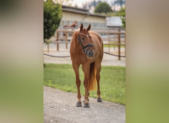 Oostenrijks warmbloed, Ruin, 5 Jaar, 168 cm, Vos