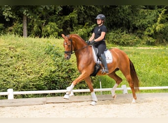 Oostenrijks warmbloed, Ruin, 5 Jaar, 169 cm, Vos