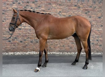 Oostenrijks warmbloed, Ruin, 5 Jaar, 172 cm, Bruin