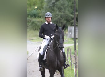 Oostenrijks warmbloed, Ruin, 5 Jaar, 173 cm, Zwart
