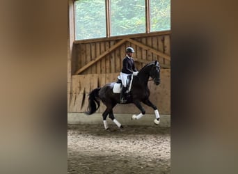 Oostenrijks warmbloed, Ruin, 5 Jaar, 173 cm, Zwart