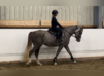Oostenrijks warmbloed, Ruin, 5 Jaar, Schimmel