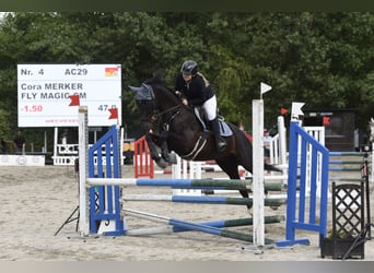 Oostenrijks warmbloed, Ruin, 6 Jaar, 160 cm, Zwart