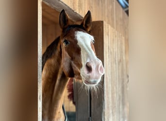 Oostenrijks warmbloed, Ruin, 6 Jaar, 172 cm, Bruin