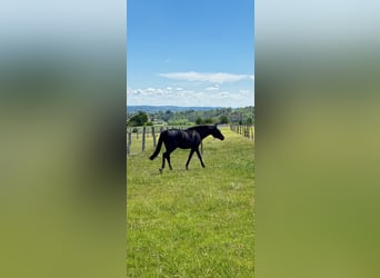 Oostenrijks warmbloed, Ruin, 6 Jaar, 172 cm, Donkerbruin