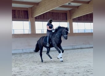 Oostenrijks warmbloed, Ruin, 6 Jaar, 172 cm, Donkerbruin