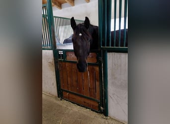 Oostenrijks warmbloed, Ruin, 6 Jaar, 172 cm, Donkerbruin