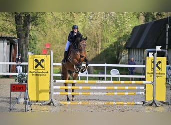 Oostenrijks warmbloed, Ruin, 6 Jaar, 175 cm, Bruin