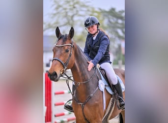 Oostenrijks warmbloed, Ruin, 6 Jaar, 176 cm, Bruin