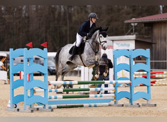 Oostenrijks warmbloed, Ruin, 7 Jaar, 165 cm, Appelschimmel