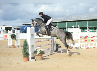 Oostenrijks warmbloed, Ruin, 7 Jaar, 165 cm, Appelschimmel