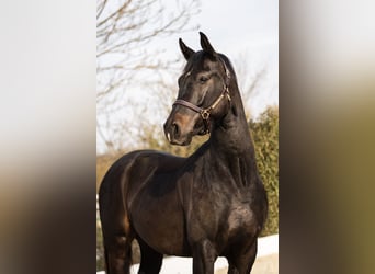 Oostenrijks warmbloed, Ruin, 7 Jaar, 165 cm, Zwartbruin