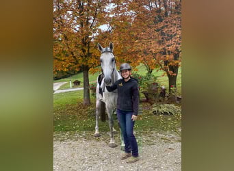 Oostenrijks warmbloed, Ruin, 8 Jaar, 172 cm, Appelschimmel