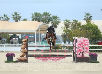 Oostenrijks warmbloed, Ruin, 8 Jaar, Bruin