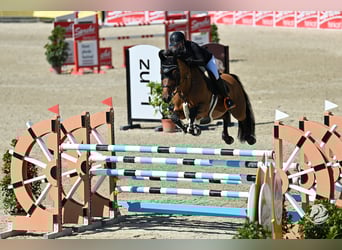 Oostenrijks warmbloed, Ruin, 8 Jaar, Bruin