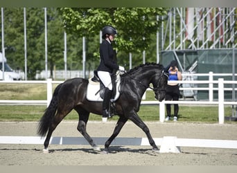 Oostenrijks warmbloed, Ruin, 9 Jaar, 143 cm, Zwart