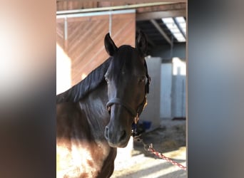 Oostenrijks warmbloed, Ruin, 9 Jaar, 143 cm, Zwart