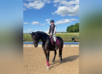 Oostenrijks warmbloed, Ruin, 9 Jaar, 166 cm, Bruin