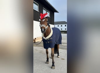 Oostenrijks warmbloed, Ruin, 9 Jaar, 168 cm, Bruin