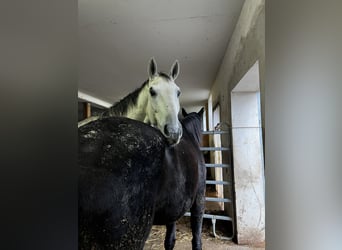 Oostenrijks warmbloed, Ruin, 9 Jaar, 172 cm, Appelschimmel