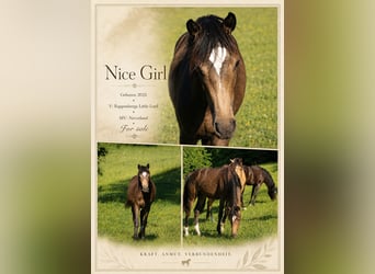 Oostenrijkse rijpony, Merrie, 1 Jaar, 150 cm, Buckskin