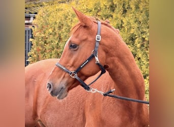 Oostenrijkse rijpony Mix, Ruin, 6 Jaar, 150 cm, Vos