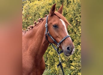 Oostenrijkse rijpony Mix, Ruin, 6 Jaar, 150 cm, Vos