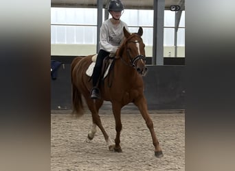 Oostenrijkse rijpony Mix, Ruin, 6 Jaar, 150 cm, Vos