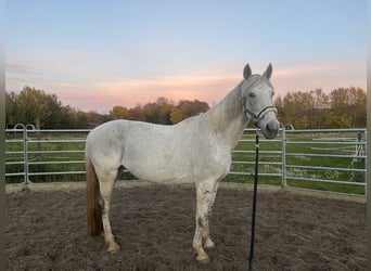 Orlov, Mare, 13 years, 16,2 hh, Grey