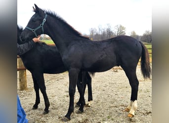 Orlov, Stallion, 1 year, 16 hh, Black
