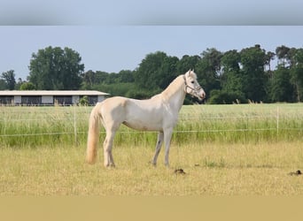 Orlovdraver, Merrie, 6 Jaar, Schimmel