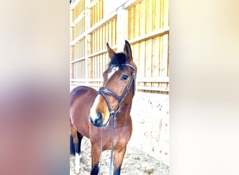 Orlow, Wallach, 5 Jahre, 166 cm, Brauner