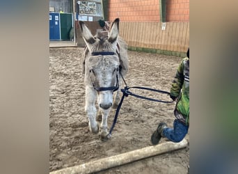 Osioł, Klacz, 15 lat, 135 cm